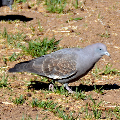 Spot-Winged Pigeon (2)